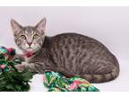 Adopt Zuri IV a Gray, Blue or Silver Tabby Domestic Shorthair / Mixed cat in
