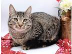 Adopt Simon VI a Gray or Blue Domestic Shorthair / Mixed cat in Muskegon