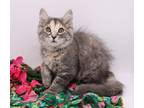 Adopt Juniper IX a Domestic Shorthair / Mixed cat in Muskegon, MI (38919243)