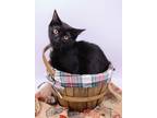 Adopt Hairy a All Black Domestic Shorthair / Mixed cat in Muskegon