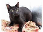 Adopt Ted IV a All Black Domestic Shorthair / Mixed cat in Muskegon