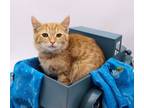 Adopt Hooty a Orange or Red Tabby Domestic Shorthair / Mixed cat in Muskegon