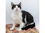 Adopt David VII a Black & White or Tuxedo Domestic Shorthair / Mixed cat in