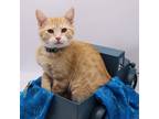 Adopt Chicken Copper a Orange or Red Domestic Shorthair / Mixed cat in Muskegon