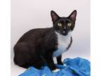 Adopt Granny Norma a Black & White or Tuxedo Domestic Shorthair / Mixed cat in
