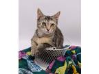 Adopt Bonnie X a Domestic Shorthair / Mixed cat in Muskegon, MI (38931601)