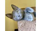 Adopt Oliver a Domestic Shorthair / Mixed (short coat) cat in Cambria