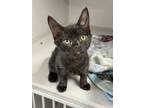 Adopt July a All Black Domestic Shorthair / Domestic Shorthair / Mixed cat in