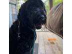 Adopt Loofy a Black Newfoundland / Poodle (Standard) / Mixed dog in Union City