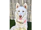 Adopt Aspen a White Siberian Husky / Mixed dog in Dublin, CA (38808470)