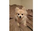 Adopt Luca a Tan/Yellow/Fawn - with White Pomeranian / Mixed dog in Torrance