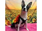 Adopt 2Scoops a Black Australian Cattle Dog / Pit Bull Terrier / Mixed dog in