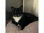 Adopt Eureka a Domestic Shorthair / Mixed cat in Davenport, IA (39014214)
