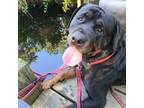 Adopt Bear Bear a Black - with Brown, Red, Golden, Orange or Chestnut Rottweiler