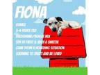 Adopt FIONA a White - with Tan, Yellow or Fawn Dachshund / Beagle / Mixed dog in