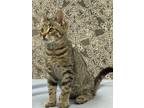 Adopt Kiwi a Tiger Striped Domestic Shorthair (short coat) cat in Santa Rosa