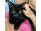 Adopt Waltz a All Black Domestic Shorthair / Mixed cat in Fort Lauderdale