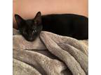 Adopt Chacha a All Black Domestic Shorthair / Mixed cat in Fort Lauderdale