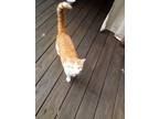 Adopt Cuartro a Orange or Red Domestic Mediumhair / Mixed (medium coat) cat in