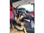 Adopt Oden a Black - with Tan, Yellow or Fawn German Shepherd Dog / Mixed dog in