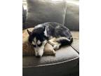 Adopt Gizmo a Black - with White Husky dog in Smyrna, GA (39014460)