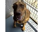Adopt ROOT BEER a Brown/Chocolate Mixed Breed (Medium) / Mixed dog in Kyle