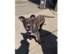 Adopt Manny a Brindle American Pit Bull Terrier / Retriever (Unknown Type) /