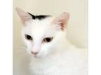 Adopt Sophia a White Domestic Shorthair / Mixed cat in Cumming, GA (39012399)