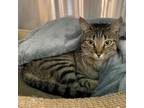 Adopt Lynn a Brown or Chocolate Domestic Shorthair / Mixed cat in Cumming