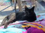 Adopt Aruba a All Black Domestic Shorthair / Domestic Shorthair / Mixed cat in