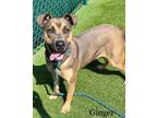 Adopt Ginger a Brown/Chocolate Mixed Breed (Large) / Mixed dog in Hamilton
