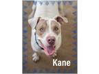 Adopt Kane a White - with Red, Golden, Orange or Chestnut Terrier (Unknown Type