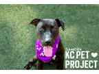 Adopt Gamora a Black American Pit Bull Terrier / Mixed dog in Kansas City
