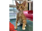 Adopt Roy a Domestic Shorthair / Mixed (short coat) cat in Little Rock