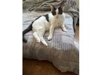 Adopt Coco a Black & White or Tuxedo Domestic Mediumhair / Mixed (medium coat)