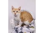 Adopt Sunny Lou a Orange or Red (Mostly) Domestic Shorthair / Mixed cat in