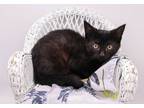 Adopt Pepper XXI a All Black Domestic Shorthair / Mixed cat in Muskegon