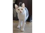 Adopt Coco a Orange or Red Tabby American Bobtail (short coat) cat in Jemison