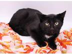 Adopt Dallas III a Black & White or Tuxedo Domestic Shorthair / Mixed cat in