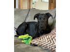 Adopt Chip a Black Labrador Retriever / Mixed dog in Pattison, TX (38801879)