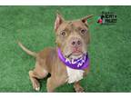 Adopt Ripkin a Brown/Chocolate American Pit Bull Terrier / Mixed dog in Kansas