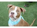Adopt Presley a Tan/Yellow/Fawn American Pit Bull Terrier / Mixed dog in Kansas