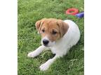 Adopt Kauai a Red/Golden/Orange/Chestnut - with White Cattle Dog / Australian