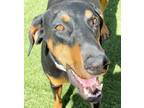 Adopt Loni a Black - with Tan, Yellow or Fawn Doberman Pinscher / Mixed dog in