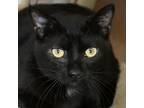 Adopt Flora a All Black Domestic Shorthair / Domestic Shorthair / Mixed cat in