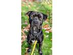 Adopt Beauford a Black Mixed Breed (Large) / Mixed dog in Cincinnati