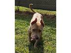 Adopt Rizzo a Tan/Yellow/Fawn American Pit Bull Terrier / Mixed dog in Kokomo