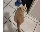 Adopt Oro a Orange or Red Tabby / Mixed (short coat) cat in Long Beach