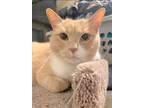 Adopt Frankie a Domestic Shorthair / Mixed (short coat) cat in Brigham City -