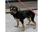 Adopt Judy a Black Mixed Breed (Small) / Mixed dog in Columbus, NC (39066135)